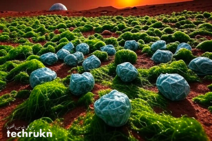 mars-زراعة-الطحالب-لإنتاج-بلاستيك
